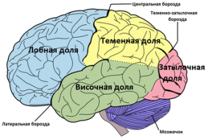 Brain_diagram_ru